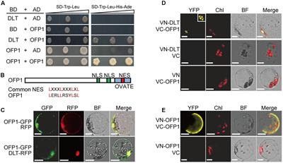 Brassinosteroids Regulate OFP1, a DLT Interacting Protein, to Modulate Plant Architecture and Grain Morphology in Rice